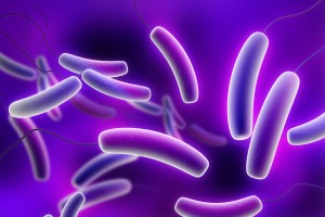 E coli Bacteria