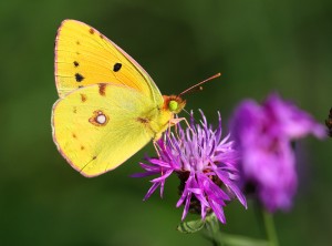 Colias crocea - Dark Clouded Yellow (3)