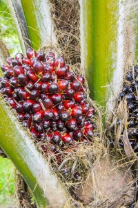 Frutti olio di palma - Orsa Campania