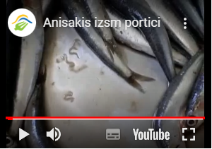 Anisakis