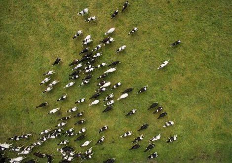 WOAH - il ruolo del veterinario per la salute globale